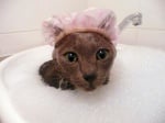 Котка с шапка за баня