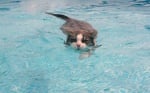 Плуваща котка
