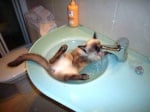 Сиамска котка в мивка