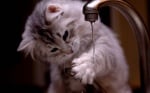 Коте си играе с вода