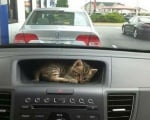Малко котенце в кола