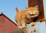 Оранжево котенце