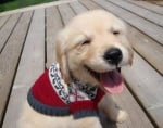 16 щастливи кученца, които гарантирано ще донесат усмивка на лицето ви