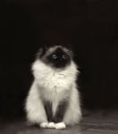 Черно-бяла котка