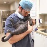 Д-р Антин с котка