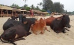 Крави в Индия