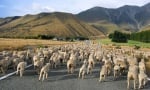 Овце в Нова Зеландия