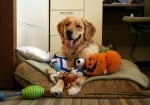 Куче с играчки на работа