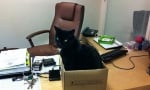 С черна котка на работата си