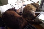 Котки спят на бюрото