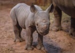 Бебе носорог 2016