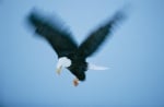 Полет на белоглав орел