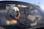 Куче в кола