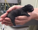 Новородено булдогче