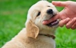 Млечни зъби  при кученцата