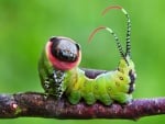 19 удивителни трансформации на гъсеници в пеперуди