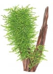 Taxiphyllum 'Spiky' portion