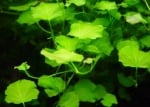 "Cardamine lyrata (Кардамин лирата)" - Растение за аквариум