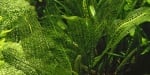 "Aponogeton madagascariensis (Апоногетон мадагаскарски)" - Растение за аквариум