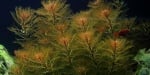 "Myriophyllum tuberculatum (Мирофилум червен)" - Растение за аквариум