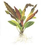 Echinodorus 'Rosé' potted