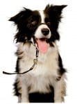 Нашийник през глава за предотвратяване на дърпането на кучето от Company of Animals, Англия