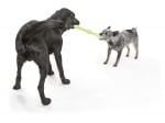 Играчка за куче по-безопасната алтернатива на пръчките, която предлага смайващо усещане и задоволява инстинкта на кучето да дъвче, хваща и носи