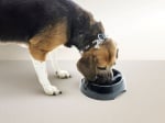 Съд за вода, храна за лакоми кучета Slow down от Savic, Белгия - 3 размера