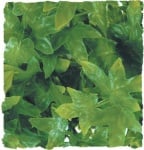 Терариумно растение Zoo-Med - конгуански бръшлян