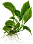 Anubias bart. v. caladiifolia potted