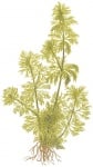 Limnophila sessiliflora potted