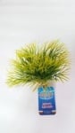 "Aquatic Grass" - Изкуствено растение за аквариум