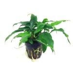 "Anubias minima" - Растение за аквариум