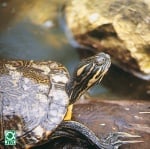 JBL Turtle Sun Aqua - Мултивитамини за костенурки /течност/  10 мл