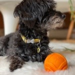 GiGwi, Играчка за куче, топка от пенопласт, М, оранжева