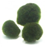 Cladophora aegagropila moss ball