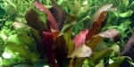 "Echinodorus 'Barthii" - Растение за аквариум
