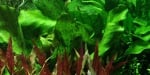 "Echinodorus Ozelot Green" - Растение за аквариум