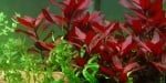 "Ludwigia repens Rubin" - Растение за аквариум