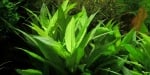 "Hygrophila corymbosa Лимонче" - Растение за аквариум