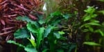 "Cryptocoryne parva" - Растение за аквариум