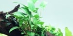 "Anubias gracilis" - Растение за аквариум