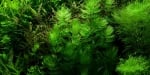 "Ceratophyllum demersum 'Foxtail" - Растение за аквариум