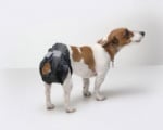 Памперси за куче от Savic Белгия  - различни размери