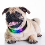 Doggy Village, Интерактивен светещ нашийник за кучета с цветен LED дисплей