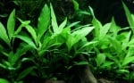 "Hygrophila Siamensis 53B potted" - Растение за аквариум