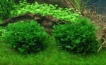 "Monosolenium tenerum" - Растение за аквариум