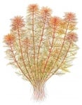 Myriophyllum tuberculatum Мирофилум червен
