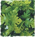 Терариумно растение Zoo-Med - филодендрон