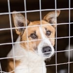 Забранява се продажбата на кучета, котки и зайци в зоомагазините в Ню Йорк